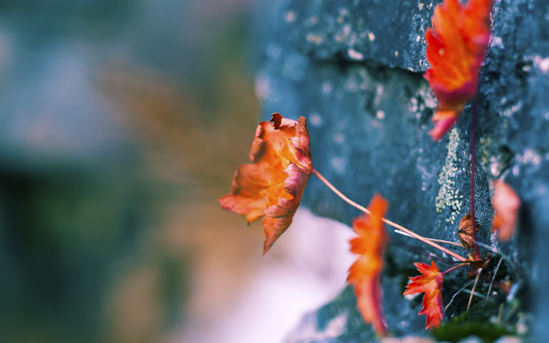 世界短道速滑科研训练模型应用示范教材第18版发行,世界短道速滑锦标赛的举办时间是多久一次